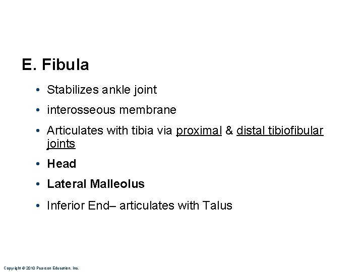 E. Fibula • Stabilizes ankle joint • interosseous membrane • Articulates with tibia via