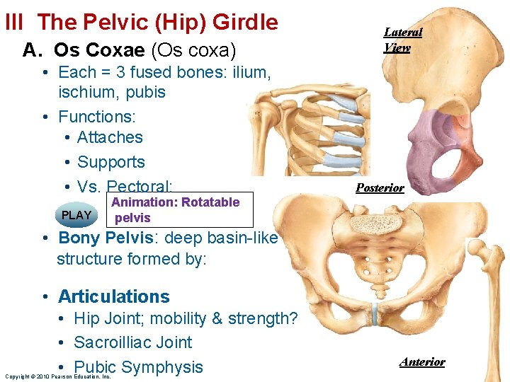 III The Pelvic (Hip) Girdle A. Os Coxae (Os coxa) • Each = 3