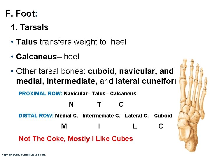 F. Foot: 1. Tarsals • Talus transfers weight to heel • Calcaneus– heel • F. Foot: 1. Tarsals • Talus transfers weight to heel • Calcaneus– heel •