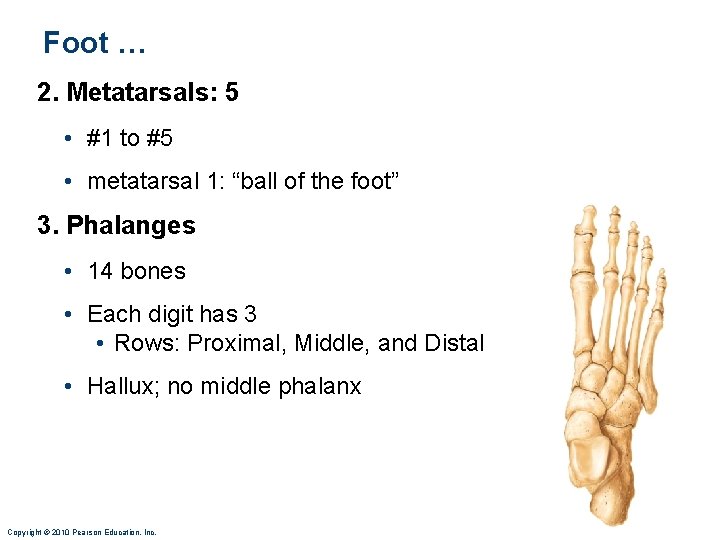 Foot … 2. Metatarsals: 5 • #1 to #5 • metatarsal 1: “ball of