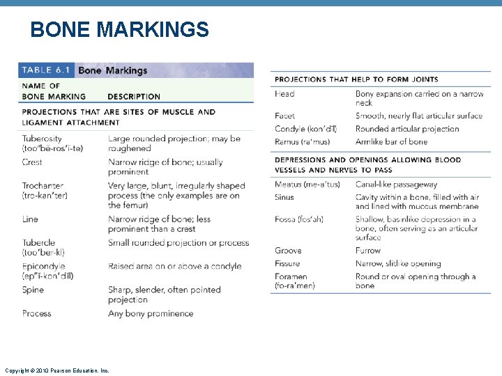 BONE MARKINGS Copyright © 2010 Pearson Education, Inc. BONE MARKINGS Copyright © 2010 Pearson Education, Inc.