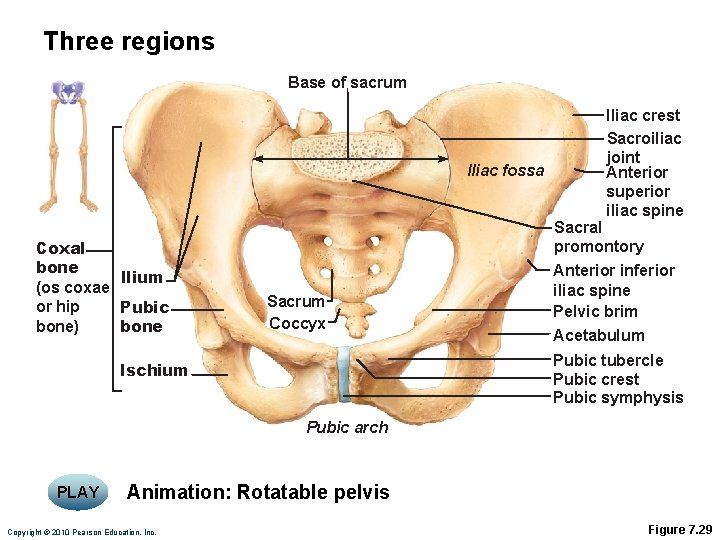 Three regions Base of sacrum Iliac fossa Coxal bone llium (os coxae or hip