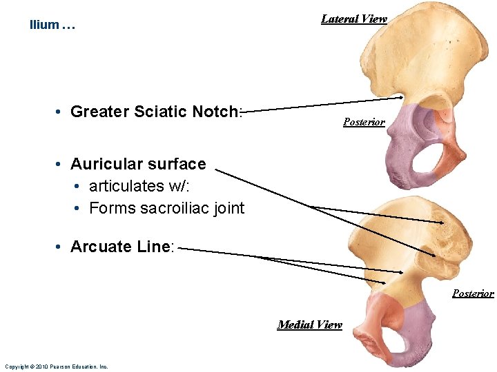 Ilium … Lateral View • Greater Sciatic Notch: Posterior • Auricular surface • articulates