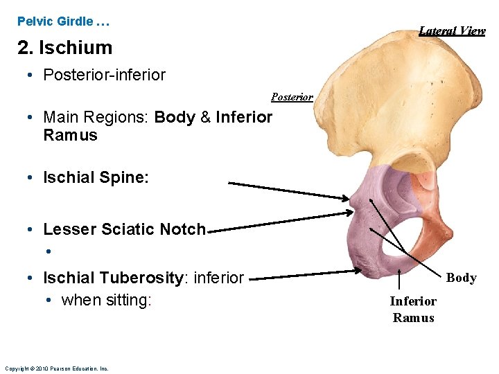 Pelvic Girdle … Lateral View 2. Ischium • Posterior-inferior Posterior • Main Regions: Body