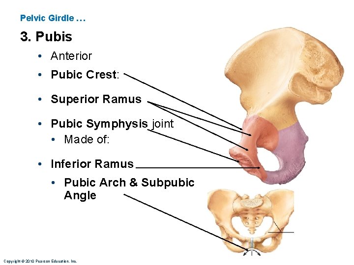 Pelvic Girdle … 3. Pubis • Anterior • Pubic Crest: • Superior Ramus •