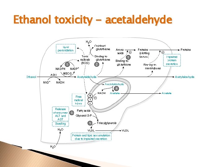 Ethanol toxicity - acetaldehyde 