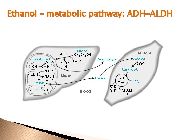 Ethanol – metabolic pathway: ADH-ALDH 