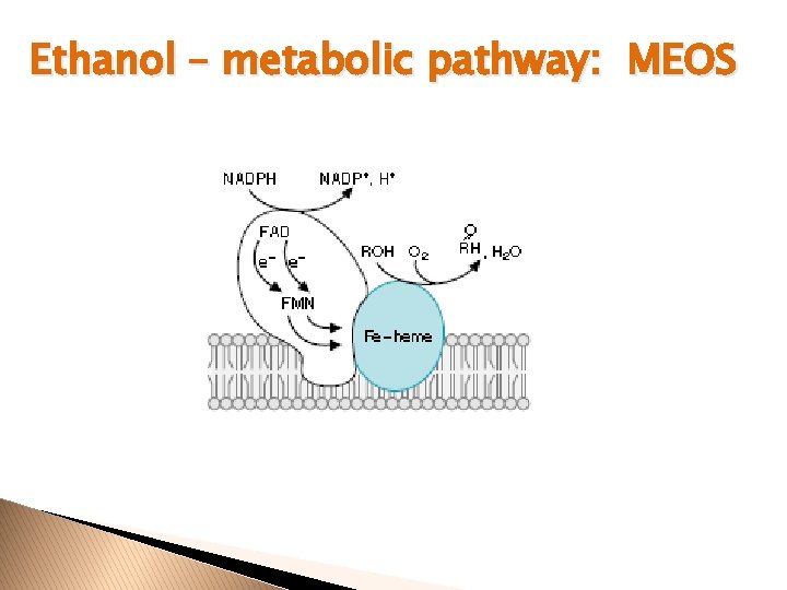 Ethanol – metabolic pathway: MEOS 