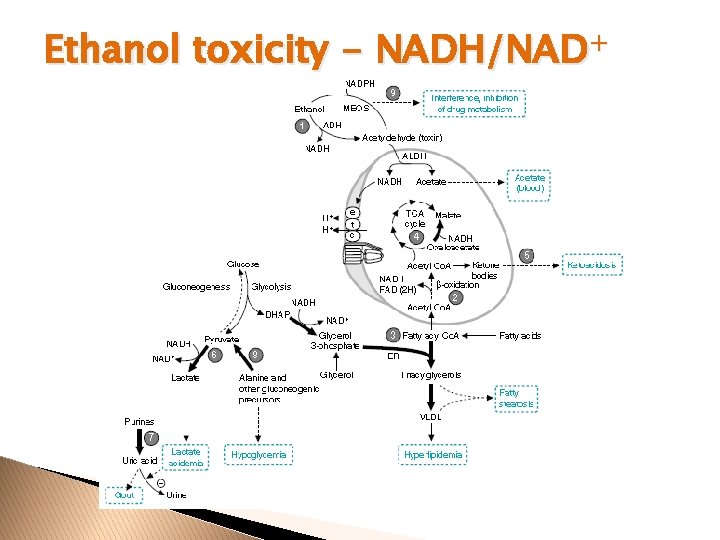 Ethanol toxicity - NADH/NAD+ 