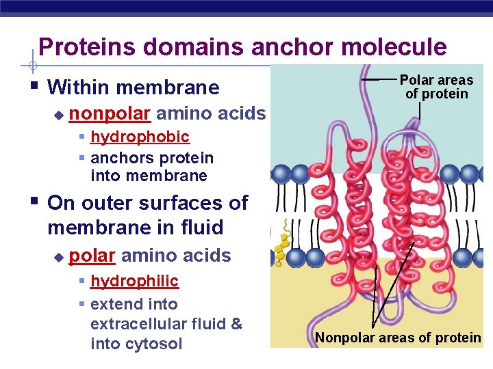 Proteins domains anchor molecule § Within membrane u Polar areas of protein nonpolar amino