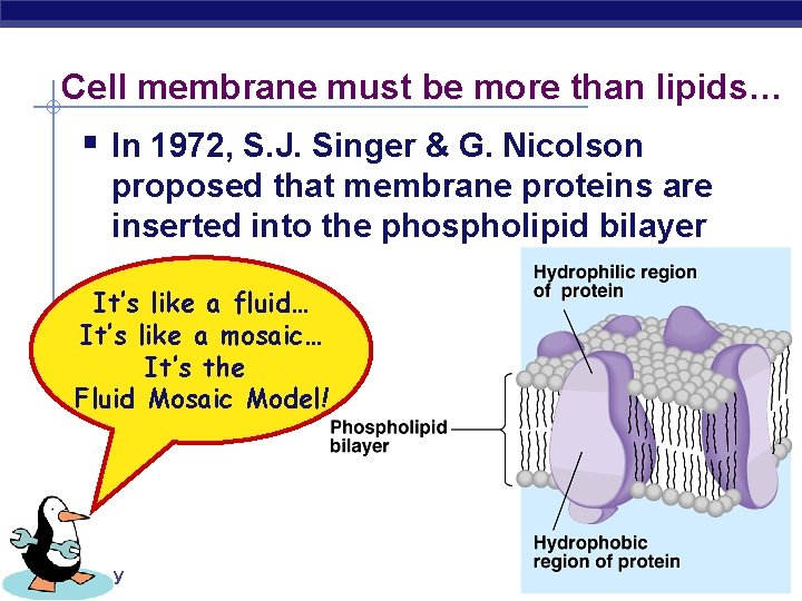 Cell membrane must be more than lipids… § In 1972, S. J. Singer &