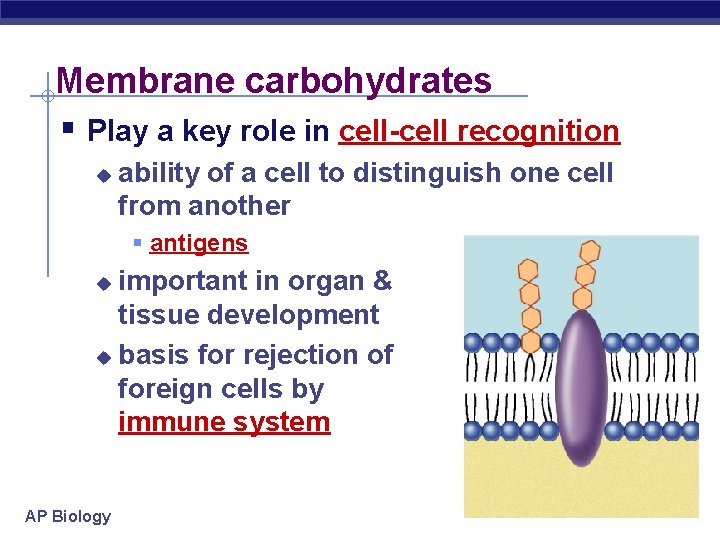 Membrane carbohydrates § Play a key role in cell-cell recognition u ability of a