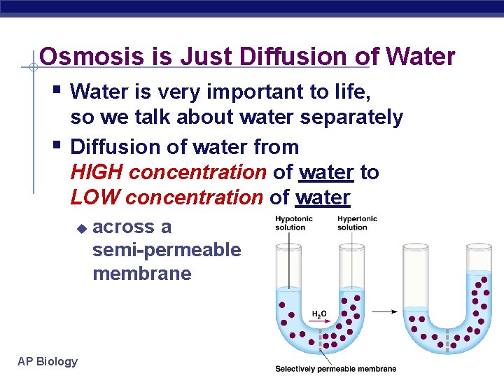 Osmosis is Just Diffusion of Water § Water is very important to life, §