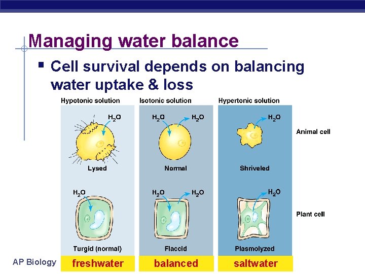Managing water balance § Cell survival depends on balancing water uptake & loss AP