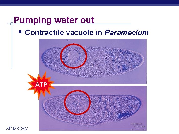 Pumping water out § Contractile vacuole in Paramecium ATP AP Biology 