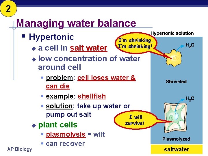 2 Managing water balance § Hypertonic I’m shrinking, a cell in salt water I’m