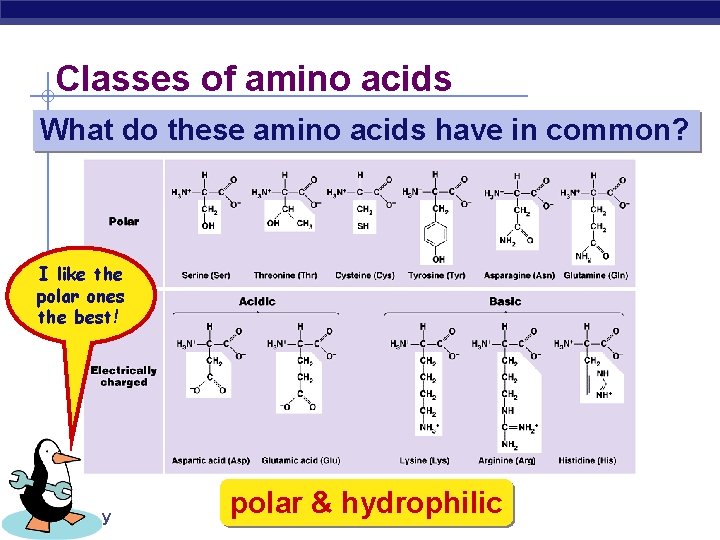 Classes of amino acids What do these amino acids have in common? I like