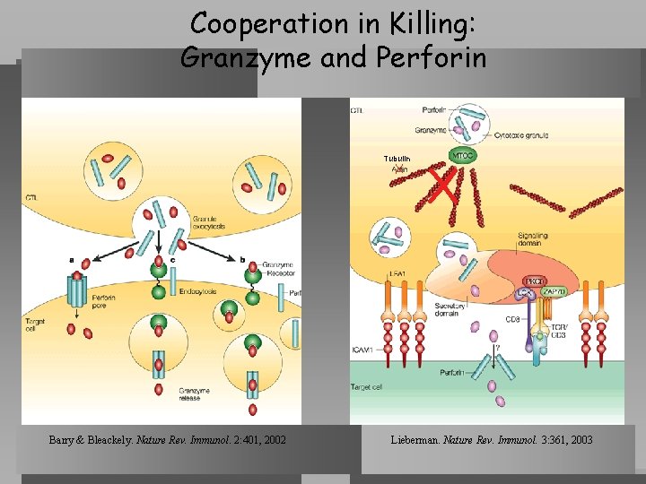 Cooperation in Killing: Granzyme and Perforin Tubulin X Barry & Bleackely. Nature Rev. Immunol.