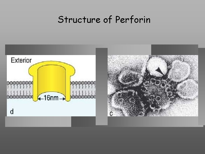 Structure of Perforin 