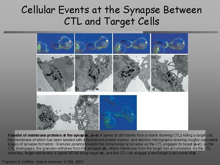 Cellular Events at the Synapse Between CTL and Target Cells Transfer of membrane proteins