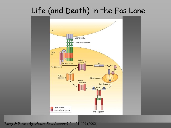 Life (and Death) in the Fas Lane Barry & Bleackely. Nature Rev. Immunol. 2;