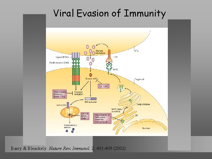 Viral Evasion of Immunity Barry & Bleackely. Nature Rev. Immunol. 2; 401 -409 (2002)