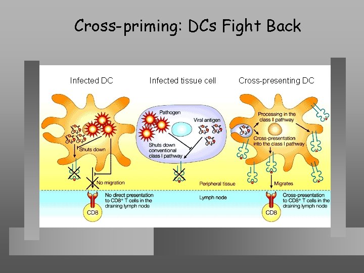 Cross-priming: DCs Fight Back Infected DC Infected tissue cell Cross-presenting DC 