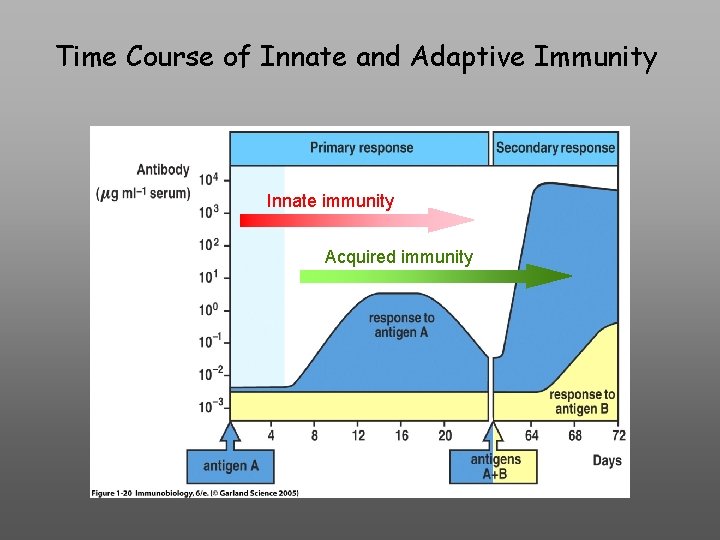 Time Course of Innate and Adaptive Immunity Time Course of the Primary. Acquired Immune