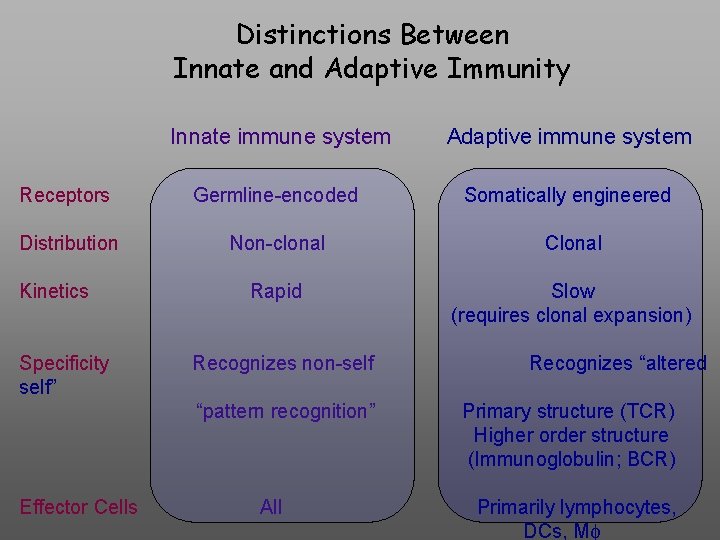 Distinctions Between Innate and Adaptive Immunity Innate immune system Adaptive immune system Receptors Germline-encoded