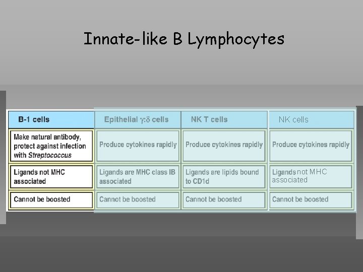 Innate-like B Lymphocytes NK cells not MHC associated 