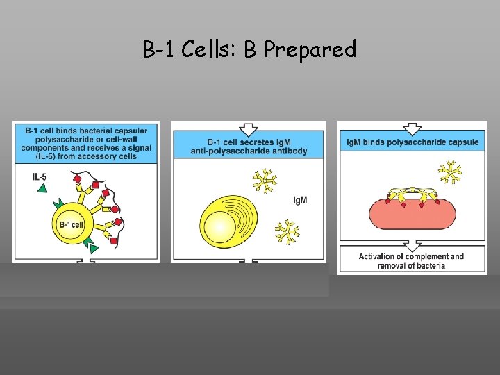 B-1 Cells: B Prepared 