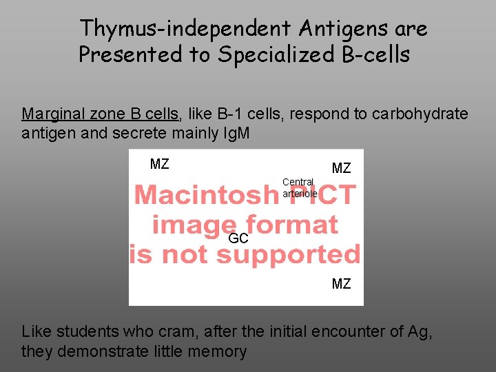 Thymus-independent Antigens are Presented to Specialized B-cells Marginal zone B cells, like B-1 cells,