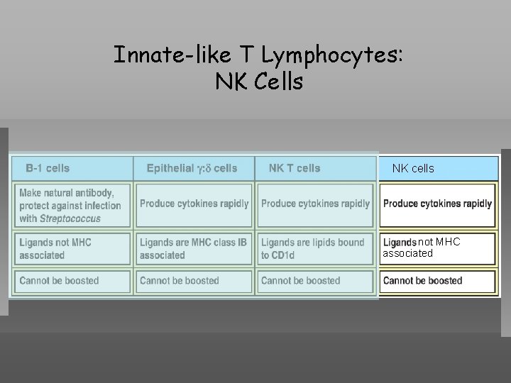 Innate-like T Lymphocytes: NK Cells NK cells not MHC associated 