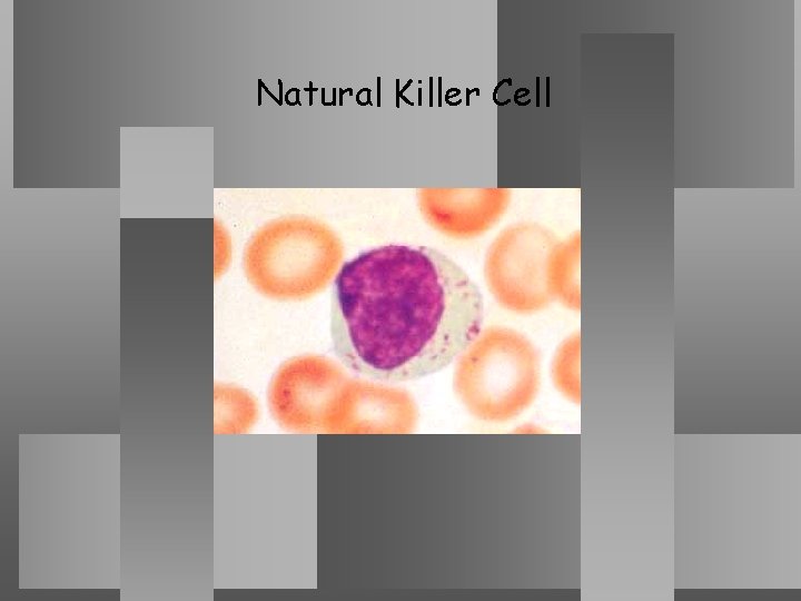 Immunology Course-General Principles Natural Killer Cell 