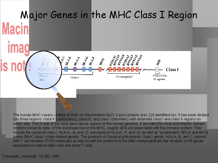 Genes Structure the Class Human MHC Major in theof MHC I Region The human