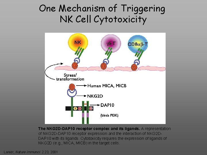 One Mechanism of Triggering NK Cell Cytotoxicity The NKG 2 D-DAP 10 receptor complex