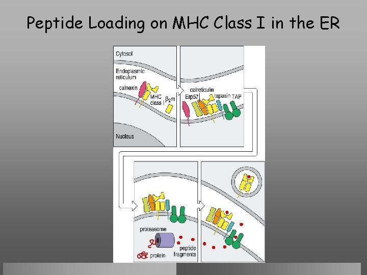 Peptide Loading on MHC Class I in the ER 