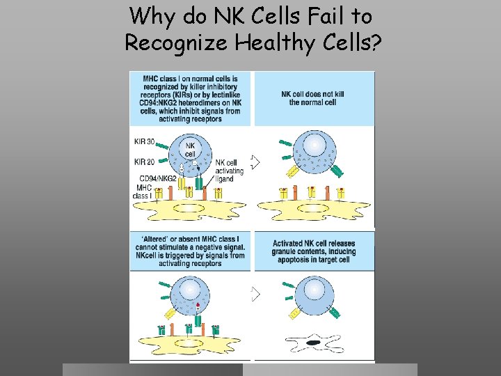 Why do NK Cells Fail to Recognize Healthy Cells? 