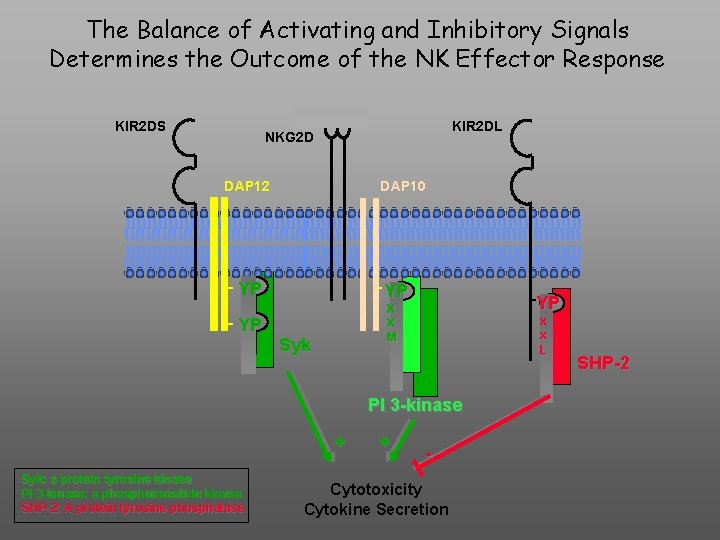 The Balance of Activating and Inhibitory Signals Determines the Outcome of the NK Effector
