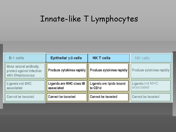 Innate-like T Lymphocytes NK cells not MHC associated 