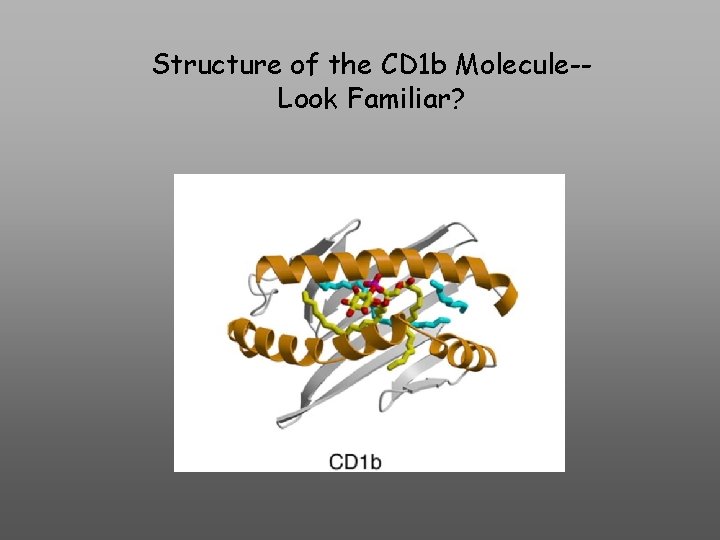 Structure of the CD 1 b Molecule-Look Familiar? 