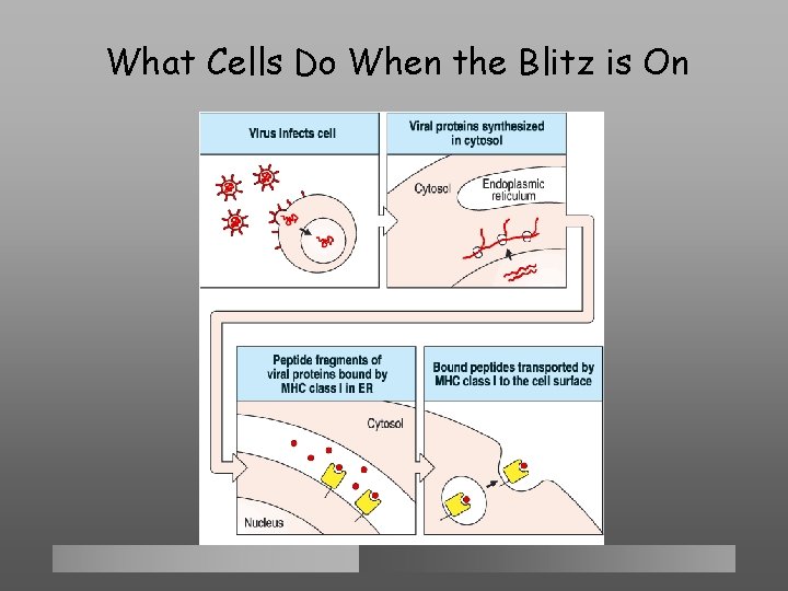 What Cells Do When the Blitz is On 