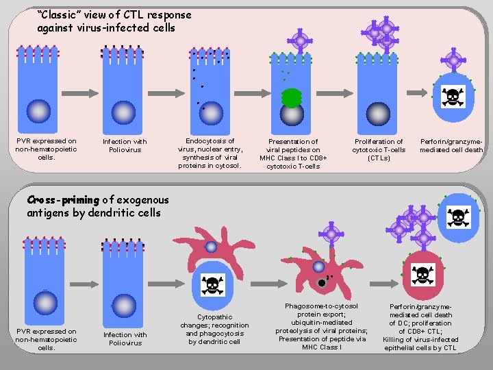 “Classic” view of CTL response against virus-infected cells PVR expressed on non-hematopoietic cells. Infection