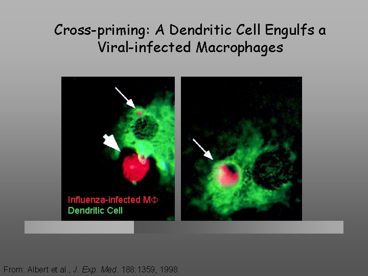 Cross-priming: A Dendritic Cell Engulfs a Viral-infected Macrophages Influenza-infected MF Dendritic Cell From: Albert