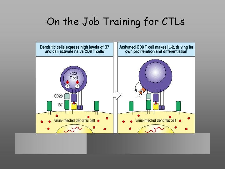 On the Job Training for CTLs 