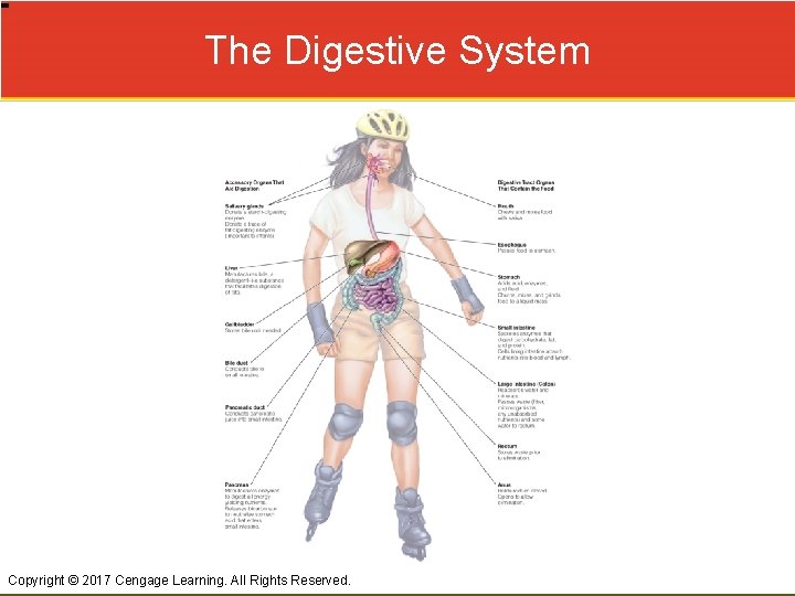 The Digestive System Copyright © 2017 Cengage Learning. All Rights Reserved. 
