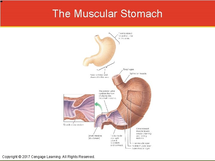The Muscular Stomach Copyright © 2017 Cengage Learning. All Rights Reserved. 