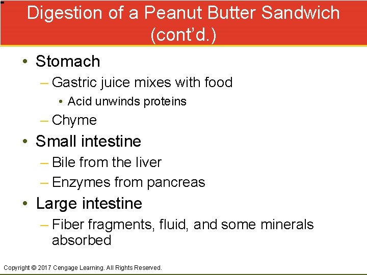 Digestion of a Peanut Butter Sandwich (cont’d. ) • Stomach – Gastric juice mixes
