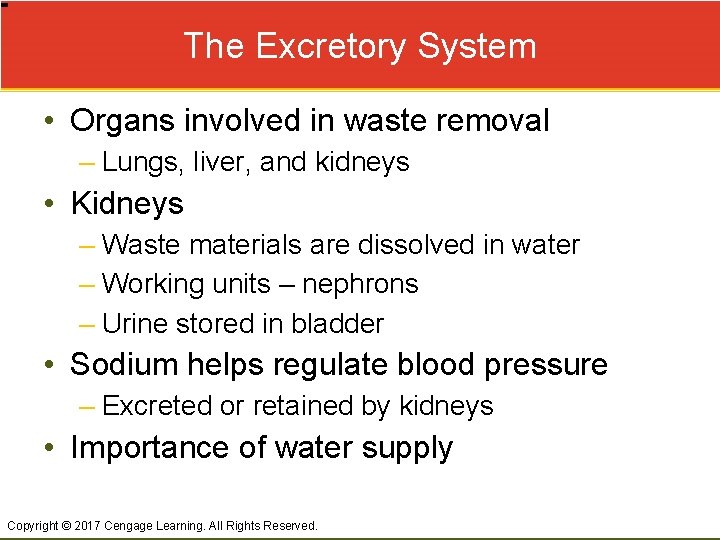 The Excretory System • Organs involved in waste removal – Lungs, liver, and kidneys