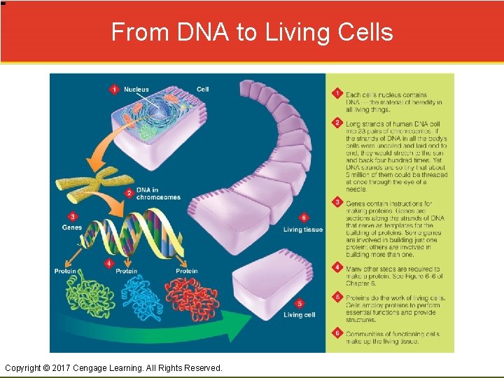 From DNA to Living Cells Copyright © 2017 Cengage Learning. All Rights Reserved. 